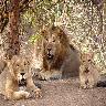 Sasan Gir National Park